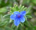 2008-0304_BlueFlower_8,1_C
